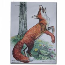 Terč lovecký 44×61 cm “697” – líška